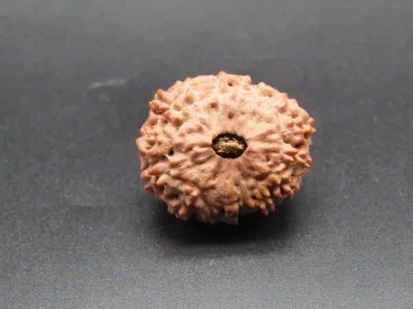 16 Mukhi Rudraksha