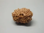 16 Mukhi Rudraksha