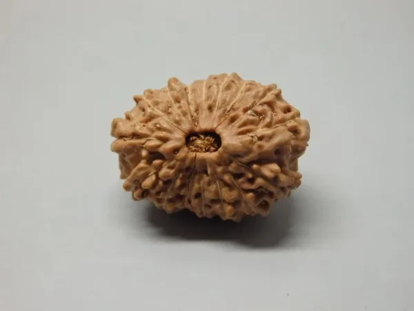 16 Mukhi Rudraksha