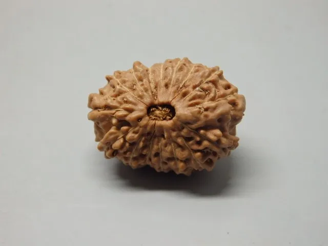 16 Mukhi Rudraksha