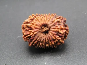 16 Mukhi Rudraksha