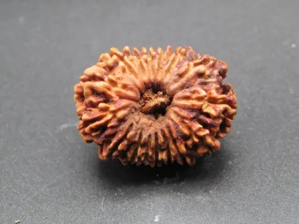 16 Mukhi Rudraksha