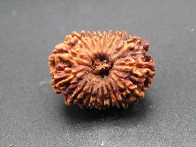 16 Mukhi Rudraksha