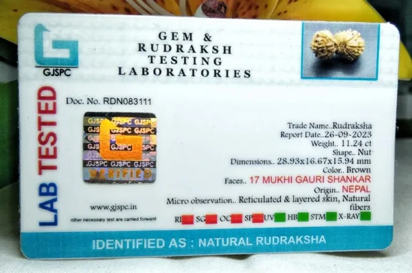 17 Mukhi Certificate