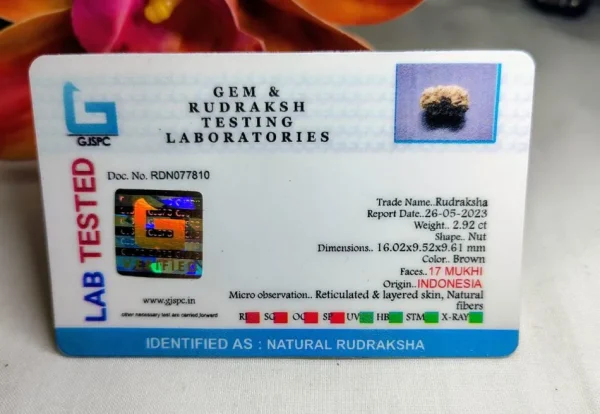 17 Mukhi Certificate