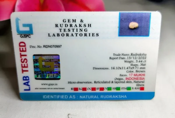 17 Mukhi Certificate