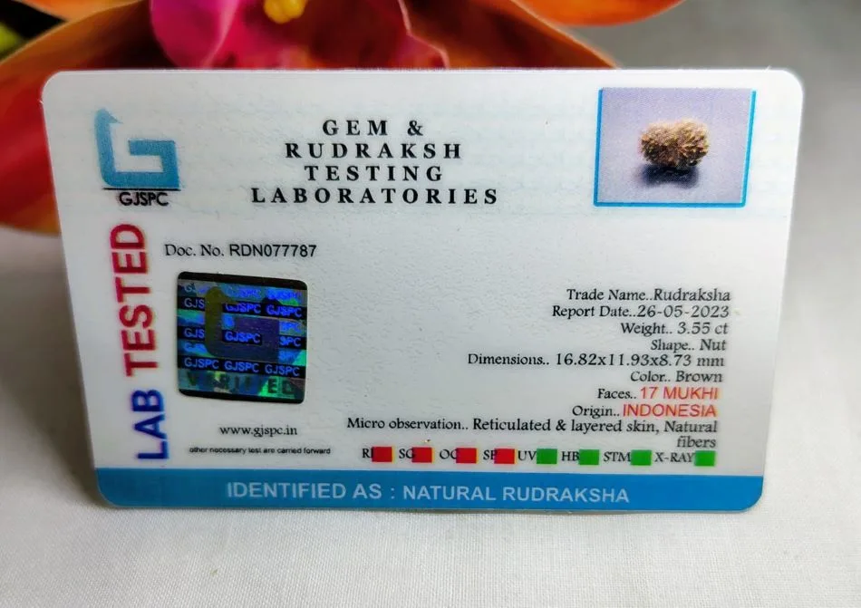 17 Mukhi Certificate