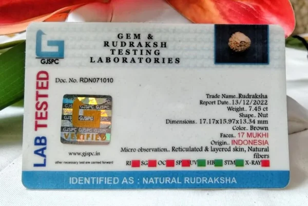 17 Mukhi Certificate