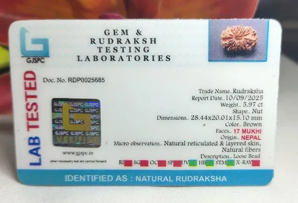 17 Mukhi Certificate