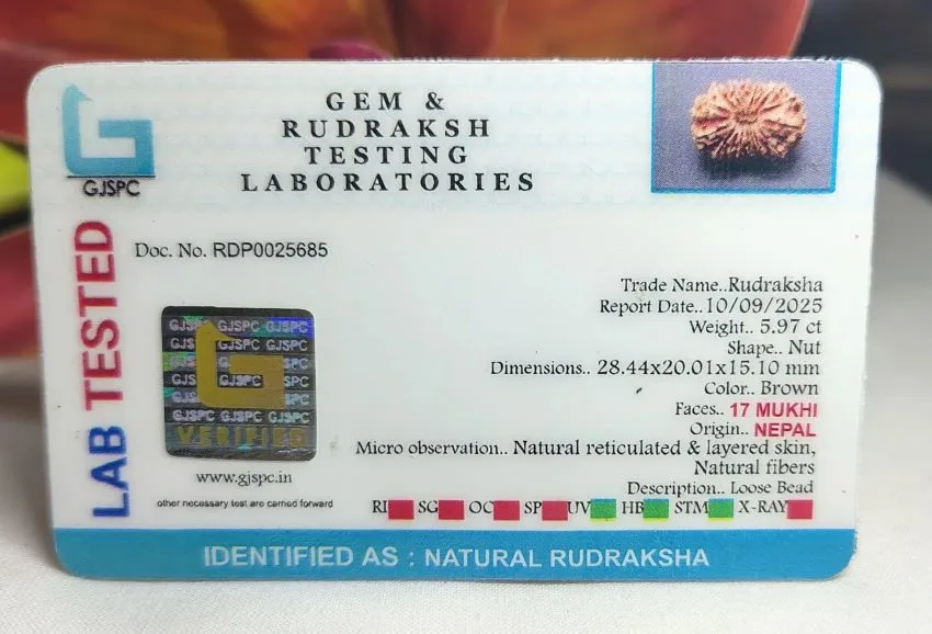 17 Mukhi Certificate