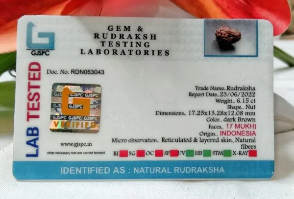 17 Mukhi Certificate