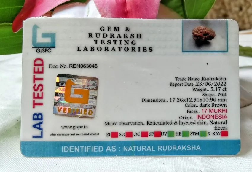 17 Mukhi Certificate