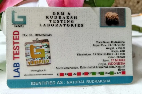 17 Mukhi Certificate