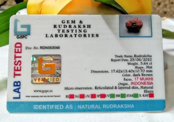 17 Mukhi Certificate