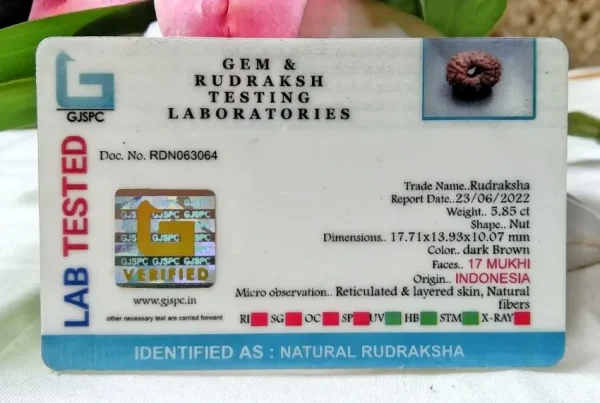 17 Mukhi Certificate