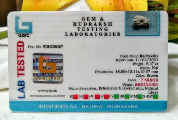 17 Mukhi Certificate