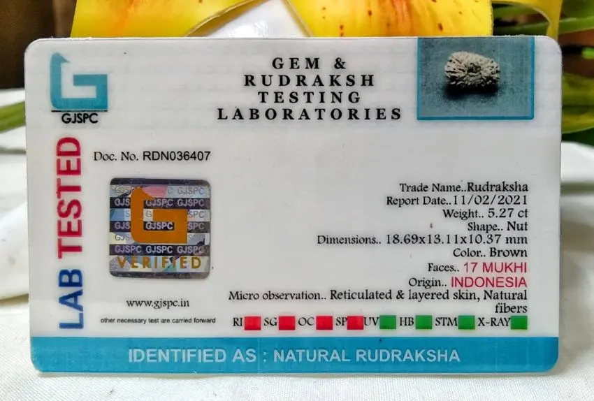 17 Mukhi Certificate