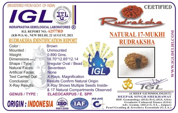 17 Mukhi Certificate