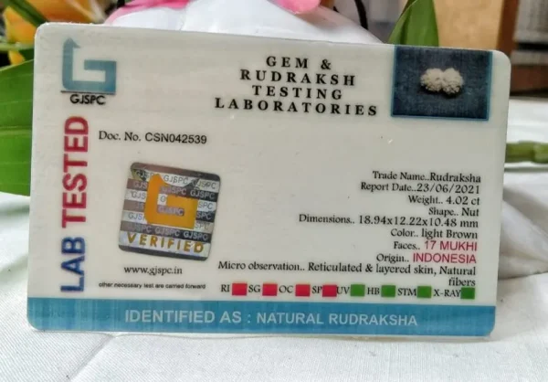 17 Mukhi Certificate