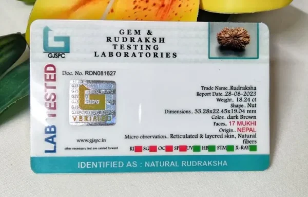 17 Mukhi Certificate