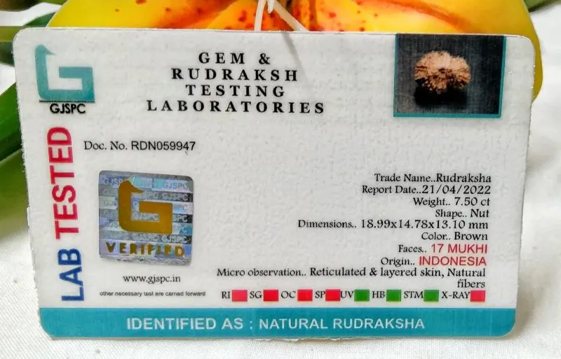 17 Mukhi Certificate
