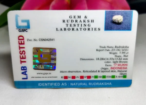 17 Mukhi Certificate