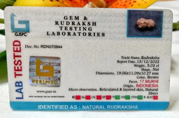 17 Mukhi Certificate