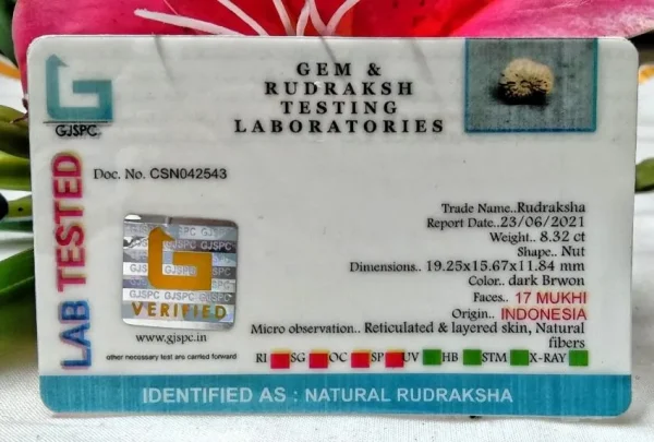 17 Mukhi Certificate