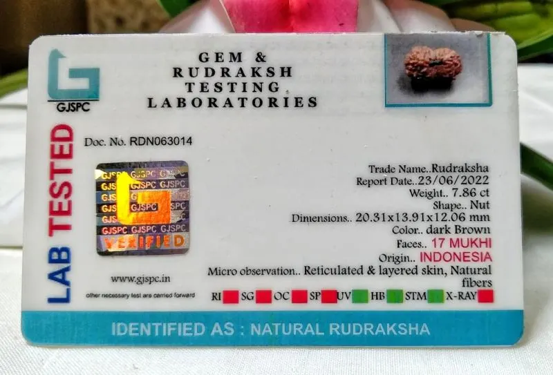 17 Mukhi Certificate