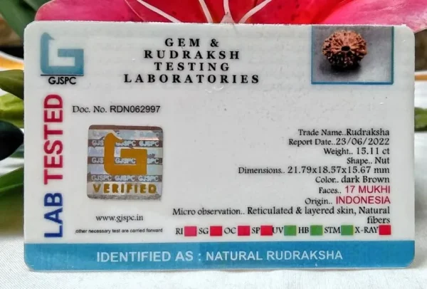 17 Mukhi Certificate