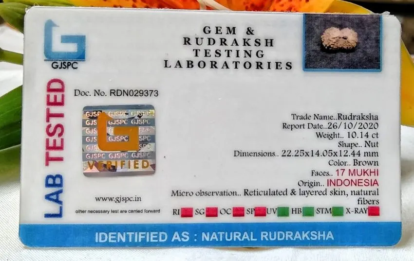 17 Mukhi Certificate