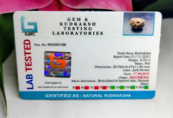 17 Mukhi Certificate