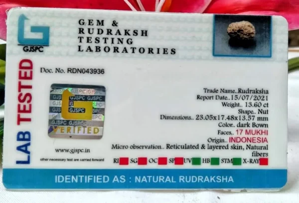 17 Mukhi Certificate
