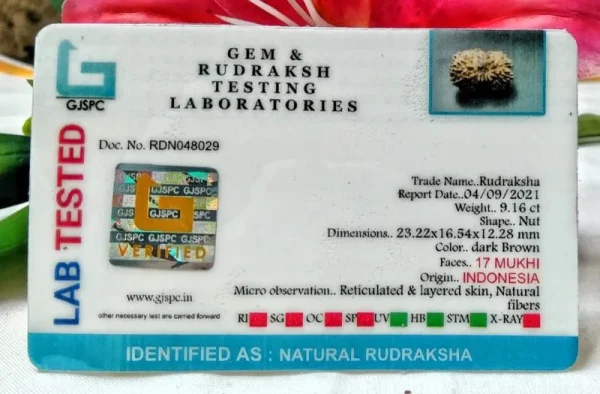 17 Mukhi Certificate