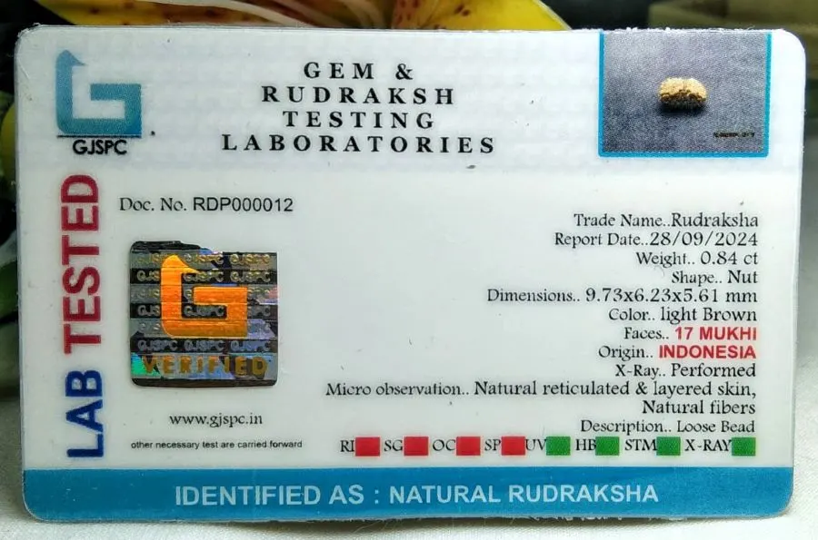 17 Mukhi Certificate