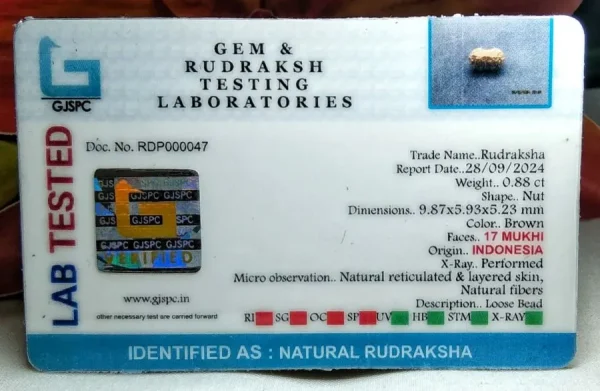 17 Mukhi Certificate
