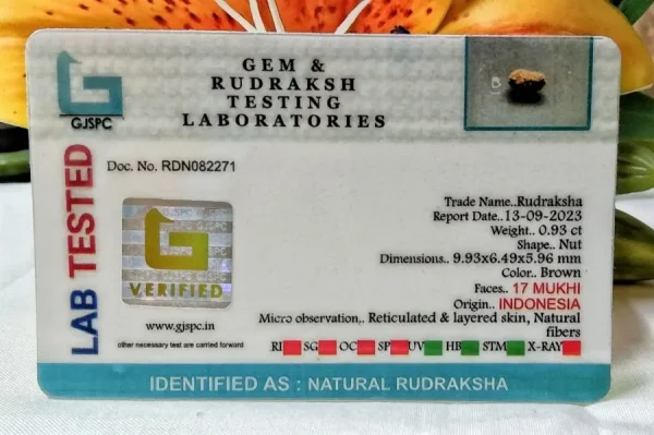 17 Mukhi Certificate