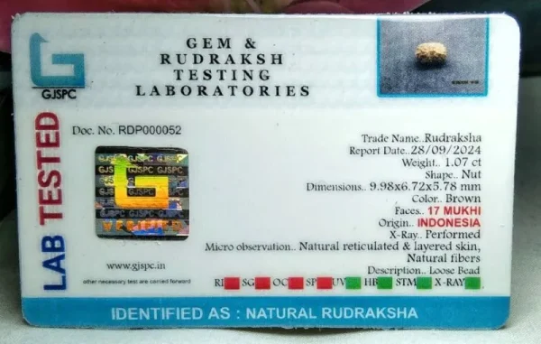 17 Mukhi Certificate