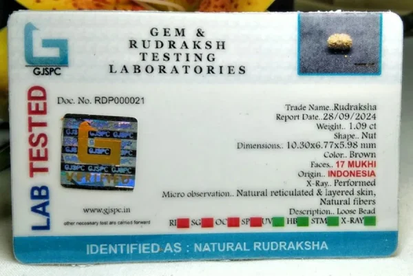 17 Mukhi Certificate