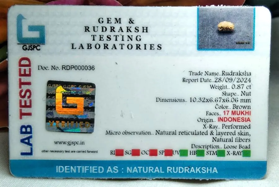 17 Mukhi Certificate