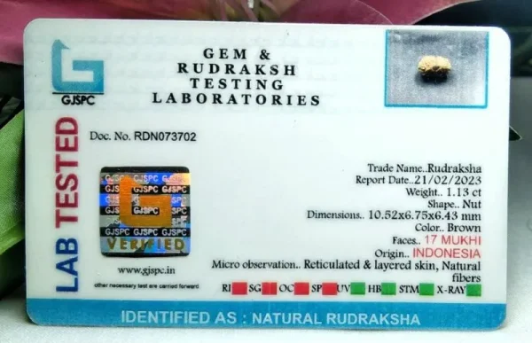 17 Mukhi Certificate