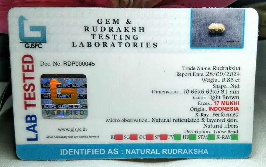 17 Mukhi Certificate