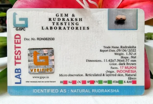 17 Mukhi Certificate