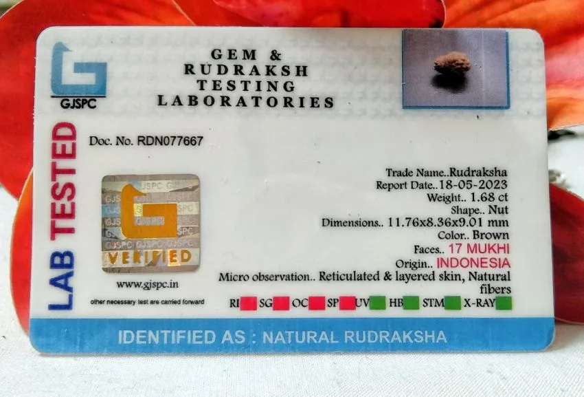 17 Mukhi Certificate