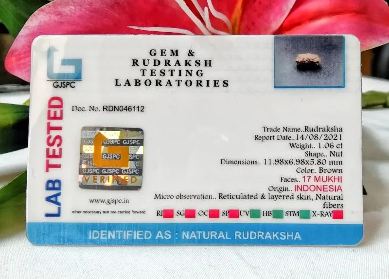 17 Mukhi Certificate