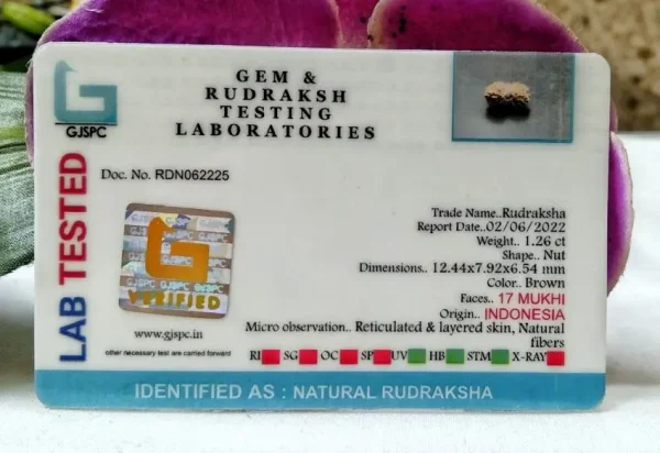 17 Mukhi Certificate