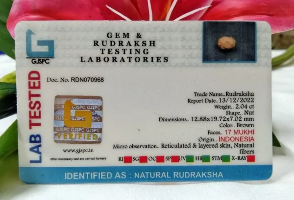 17 Mukhi Certificate