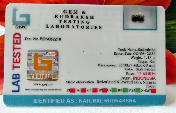 17 Mukhi Certificate