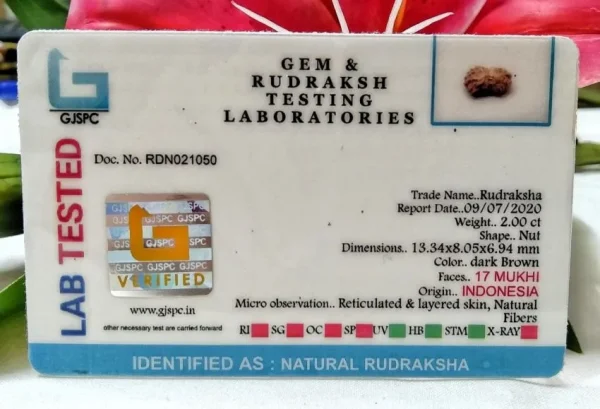 17 Mukhi Certificate