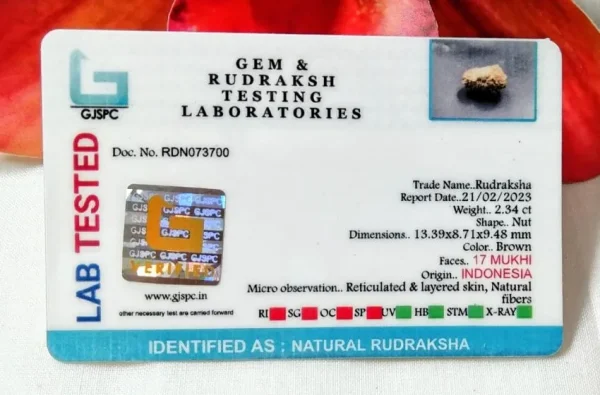 17 Mukhi Certificate
